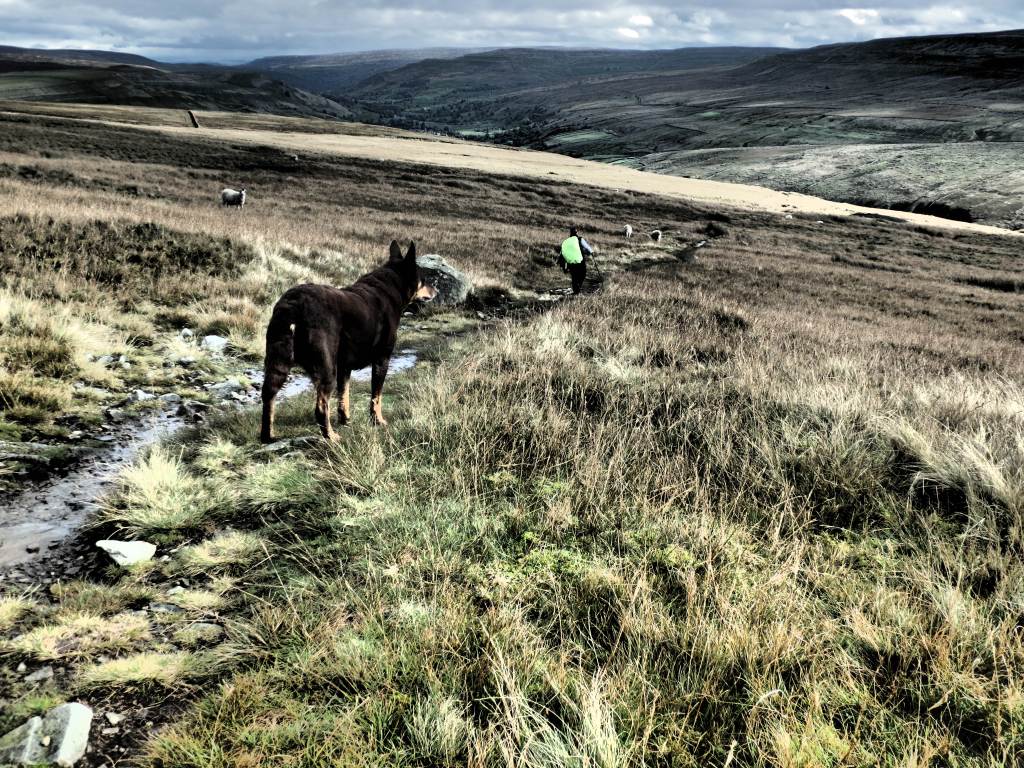 Walking from Hawes to Keld with Bella